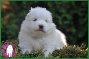 boy
