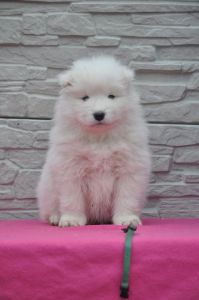 82291870_2953139268032553_5606154827886231552_o