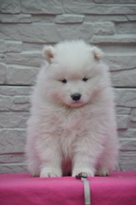 82458363_2953138844699262_3235977546495426560_o