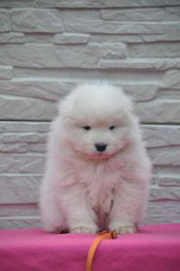 82630860_2953139231365890_2860905319620411392_o