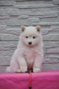 82873241_2953138468032633_9015154655159648256_o