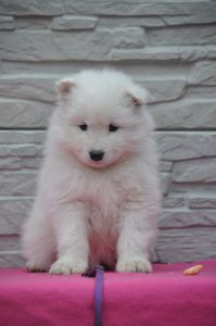 82956545_2953139178032562_7862387717835849728_o