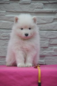 83272715_2953138778032602_7527371494129664000_o