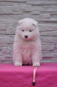 83645555_2953138401365973_5938729203770851328_o