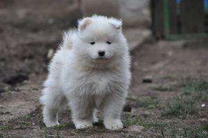 82479412_2953180884695058_9128549475470540800_o