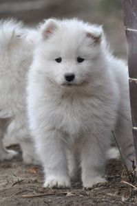 83065293_2953181334695013_1382170920243691520_o