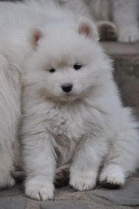 83152915_2953181621361651_6147236302484930560_o