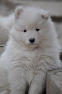 83711074_2953180871361726_3837613722050756608_o