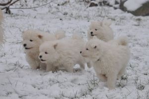 83944486_2984922388187574_386698540136529920_o