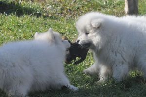 84148392_2984926581520488_5525755307847843840_o