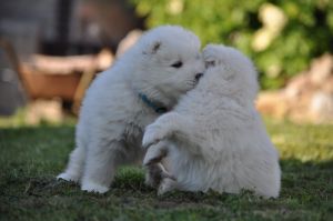 100861870_3258736694139474_799597939851788288_o