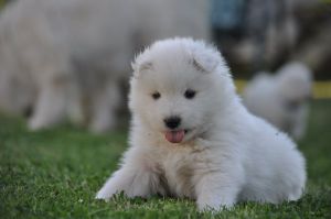 100919440_3258734484139695_6198306633320235008_o