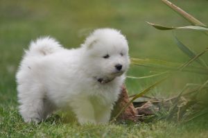 101032604_3258736714139472_4861917770939367424_o