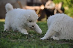 101056715_3258734200806390_7853744353850687488_o