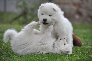 101199855_3266708786675598_9151909574960218112_o