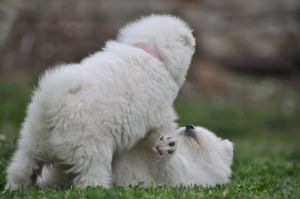 101378997_3266706540009156_8189223746830073856_o