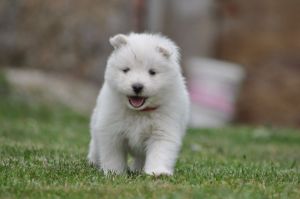 101637068_3258735947472882_4257099037502603264_o