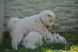 102828881_3284902644856212_4202454258700642934_o