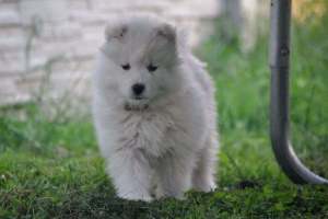 105020779_1259811401027721_4795730551897796123_n