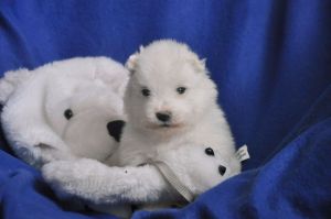 97064981_1323474524707564_7717641766567936000_n