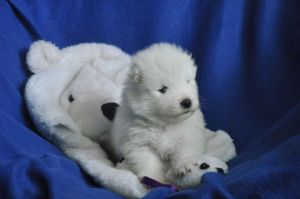 97107176_264585848071751_5736333001705390080_n