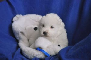 97187211_3184221868470126_4843636225464074240_n