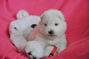 97275595_411298643086905_4253766340449402880_n