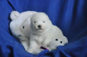 97278554_2641362539474667_1479632313829556224_n