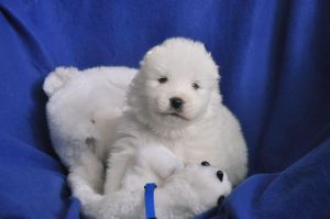 97282215_657409941486388_8289109580735053824_n