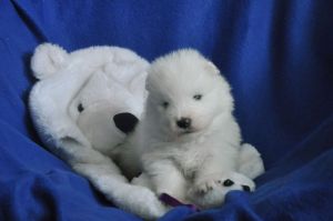 97289255_234743621279553_9223023328460013568_n