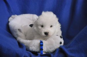 97317341_1617726125070731_4722058629165875200_n