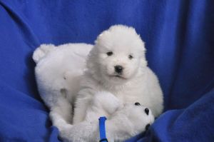 97352330_874037166428998_830746434251784192_n