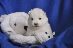 97417372_2336604489776411_2344034601439068160_n