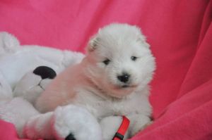 97601017_252284919524348_2637007892795883520_n