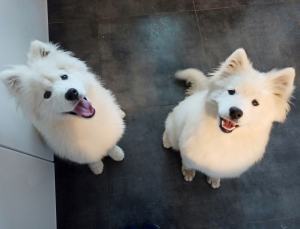 IMG_20201016_193059_424