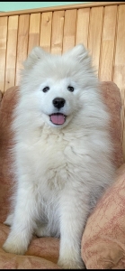bella1