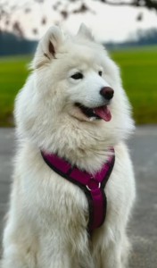 ennie