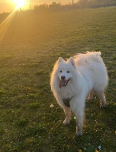 loki