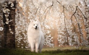 yuki